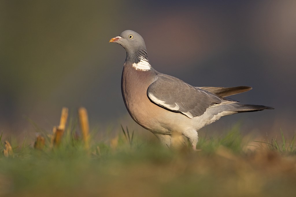 Ontdek de Diversiteit van Duivensoorten