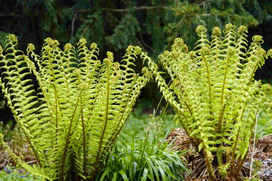 Ontdek de Betoverende Duivenvaria: Een Wereld van Diversiteit en Schoonheid