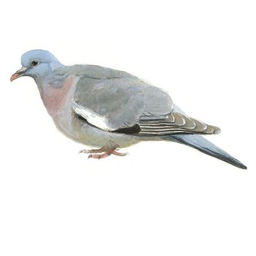 Het Intrigerende Gedrag van de Houtduif: Een Studie naar zijn Leefwijze en Gewoonten