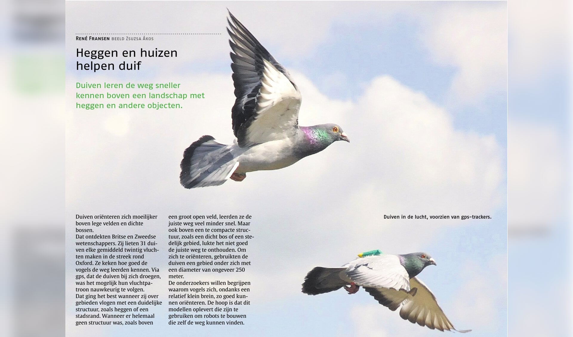 De Innovatie van de GPS Duif in de Postduivensport: Een Nieuwe Dimensie van Precisie en Prestatie