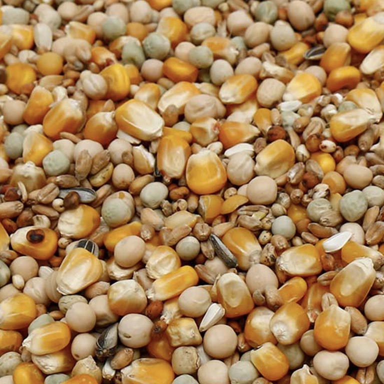 Kweekstrategieën voor Succes in de Postduivensport