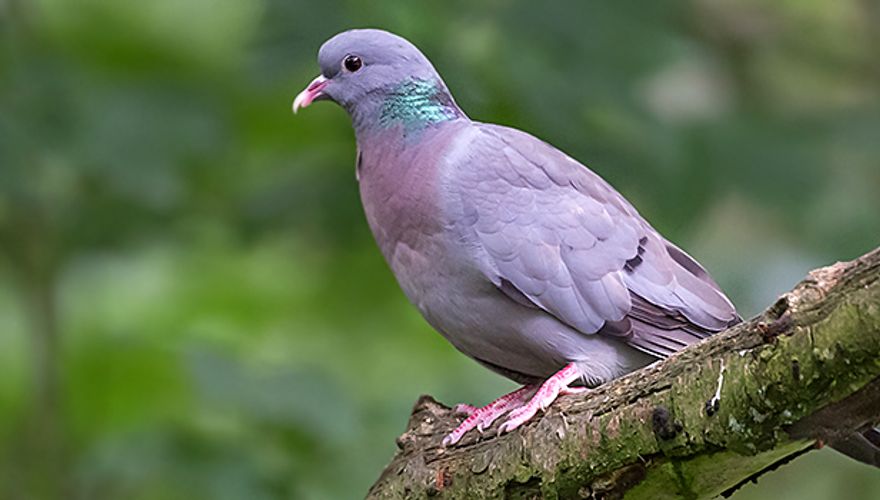 De Majestueuze Atleet: De Sportduif in de Lucht