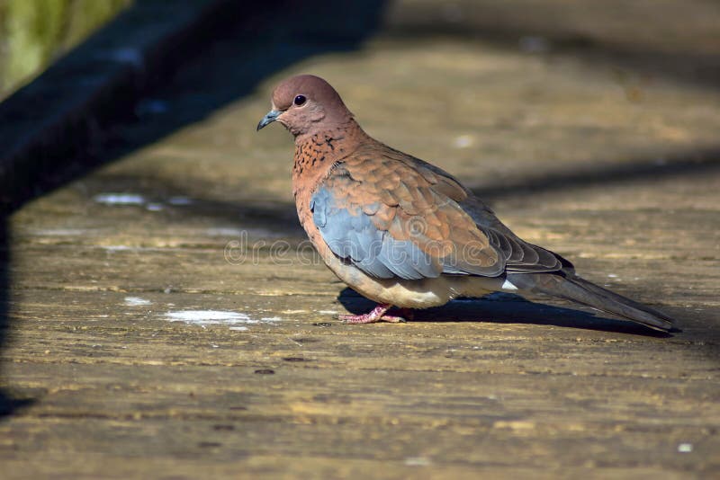 Ontdek de Diversiteit van Duivensoorten in de Natuur