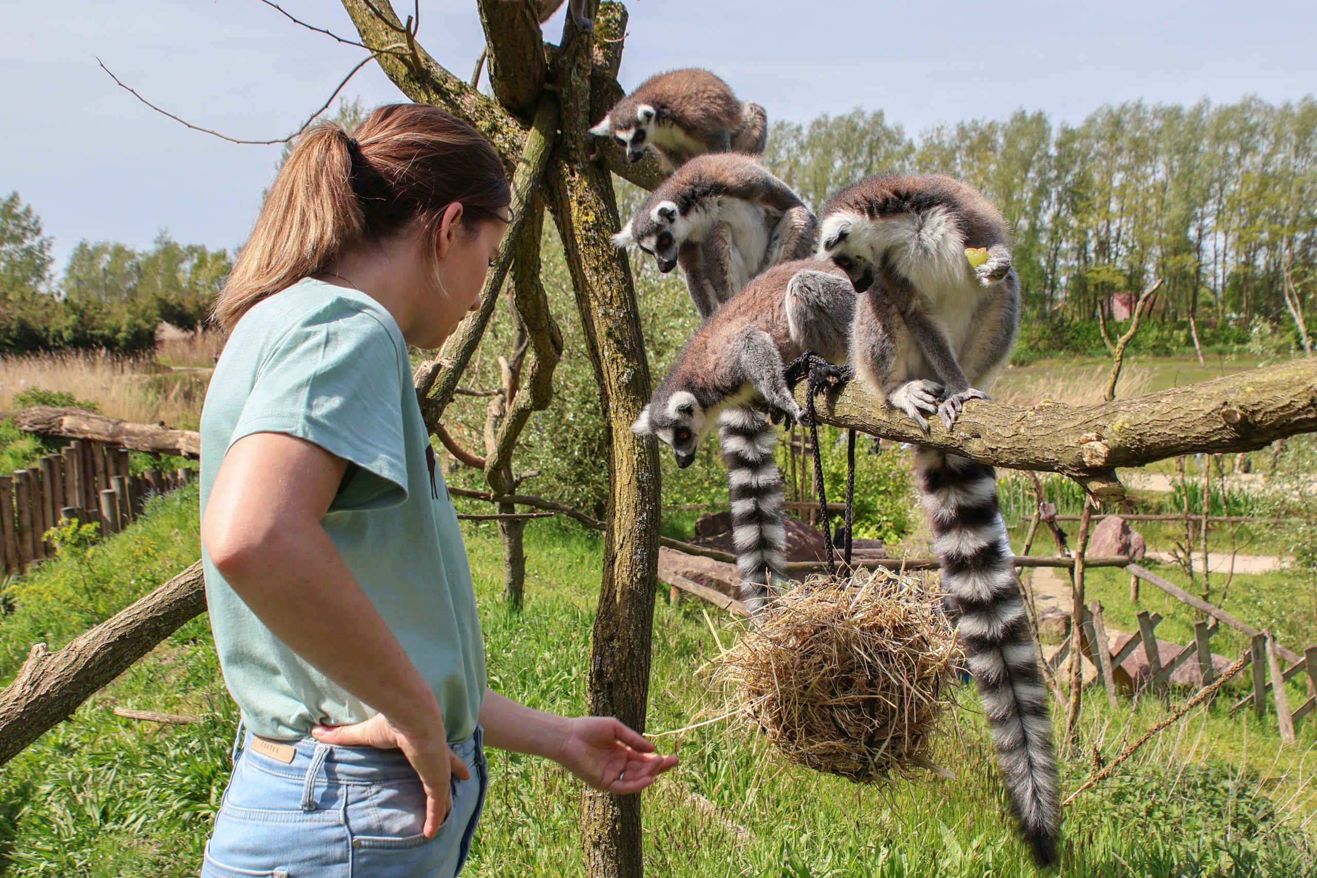 De Belangrijke Rol van een Dierenverzorger in het Welzijn van Dieren